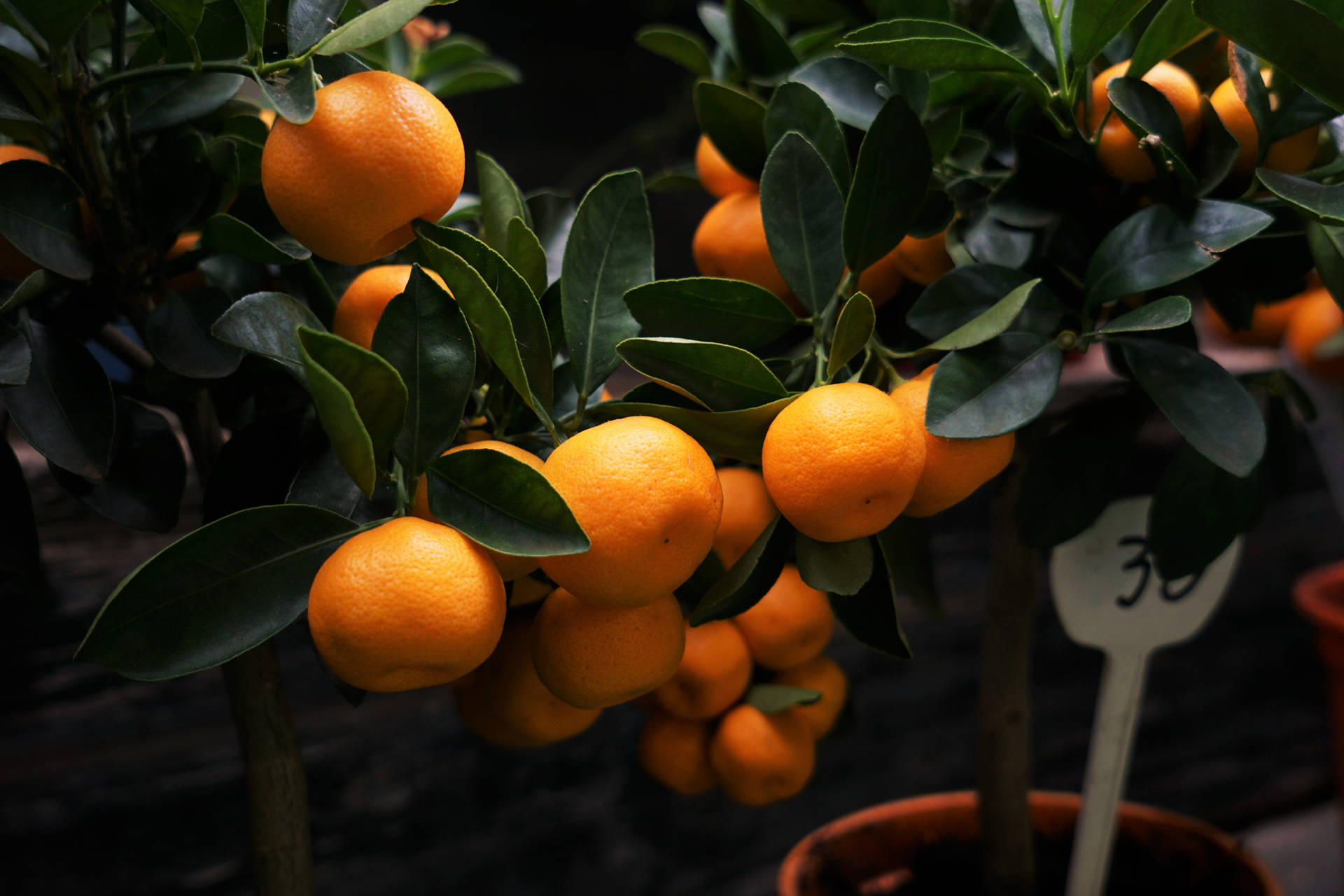 Fresh Clementine Citrus Fruits Thriving In A Pot