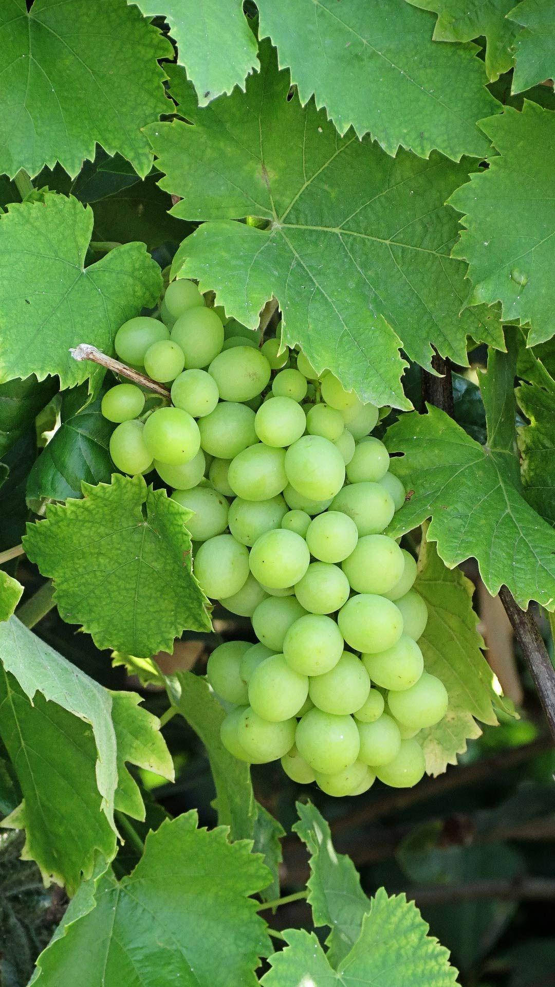 Fresh Cluster Of Unripe Green Grapes Background