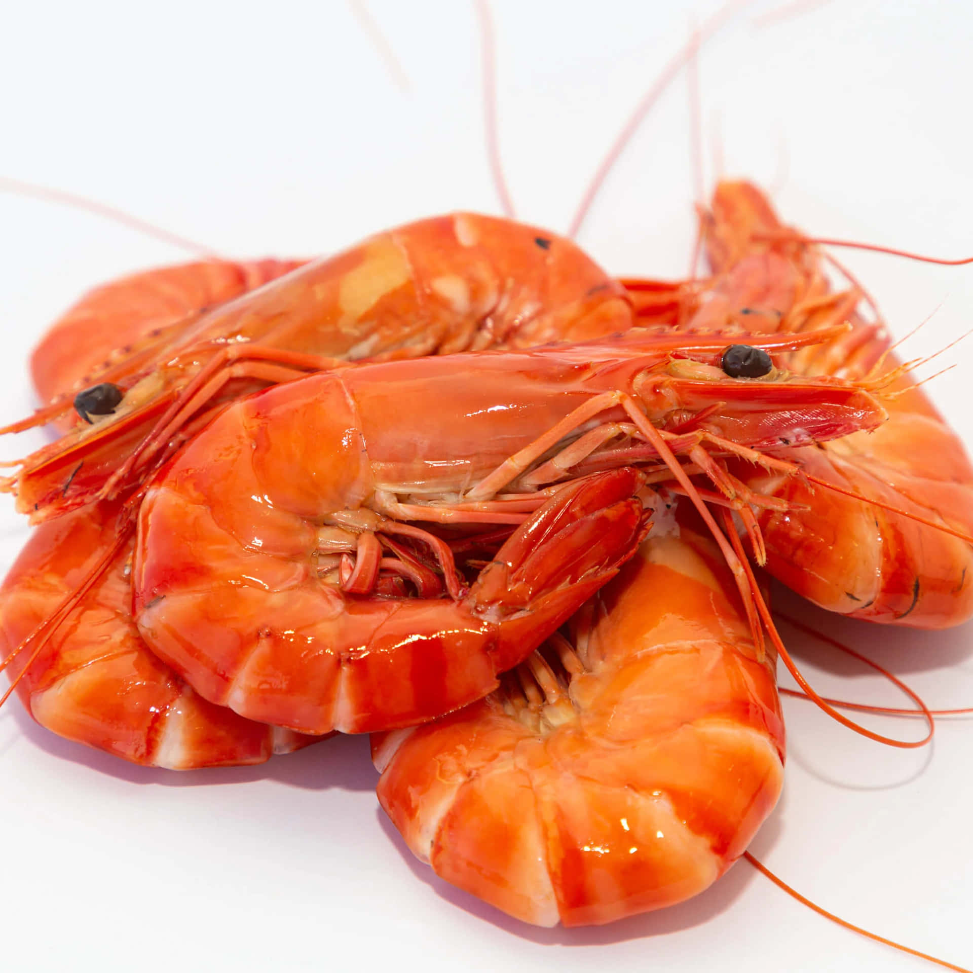 Fresh Cooked Prawns White Background