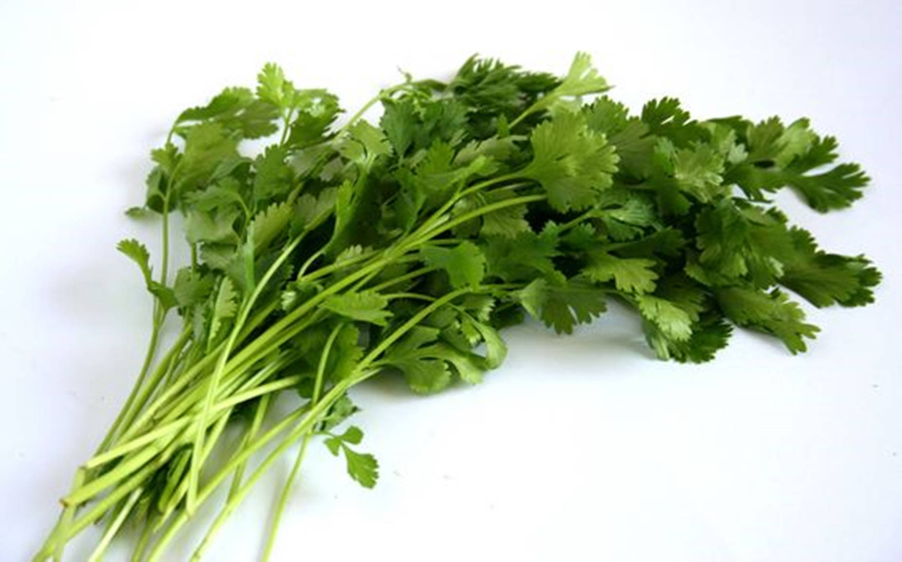 Fresh Coriander Bunch - Macro Shot