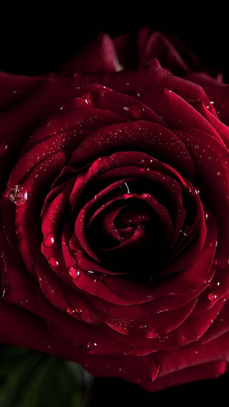 Fresh Dark Red Rose Iphone Background