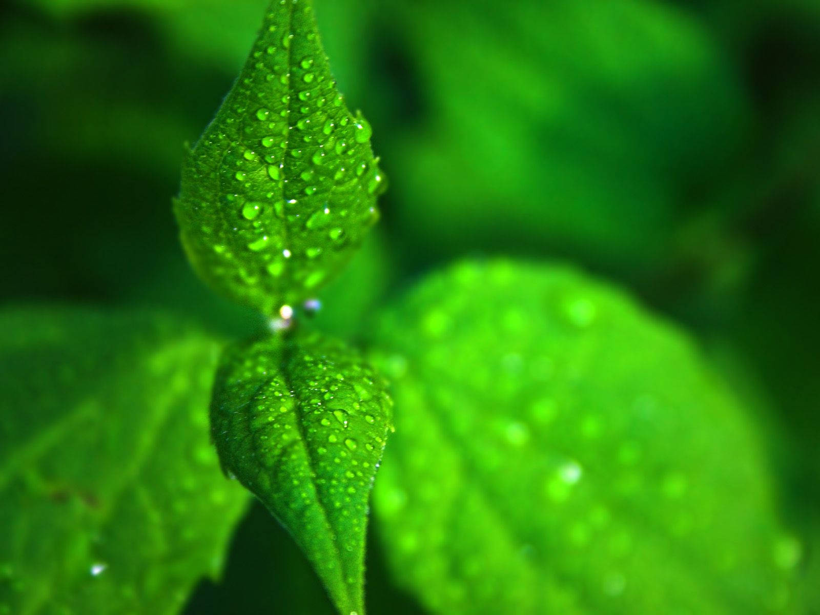 Fresh Dew Drops On Green Mint Leaves