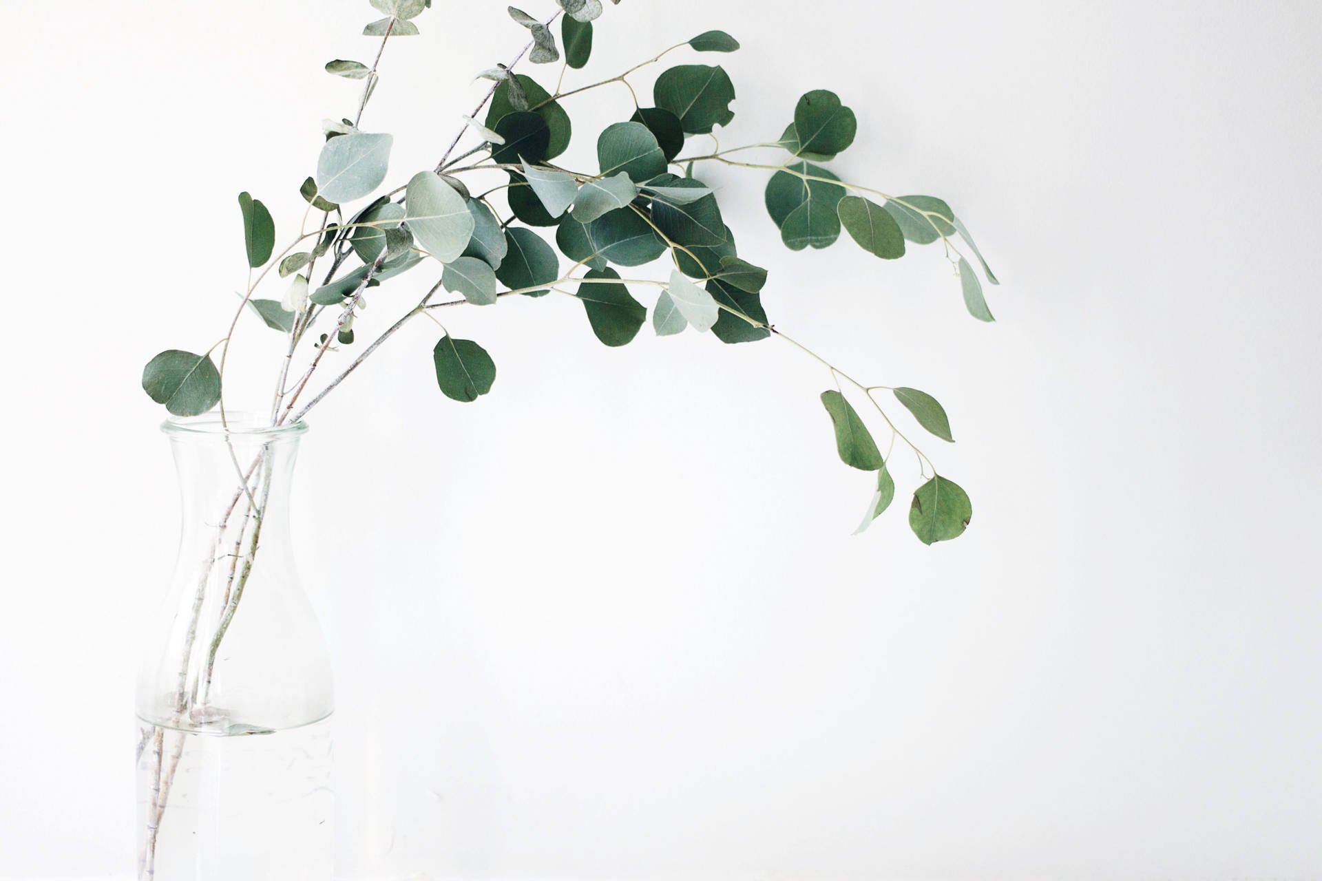 Fresh Eucalyptus Cinerea Plant On A 4k Desktop Background Background