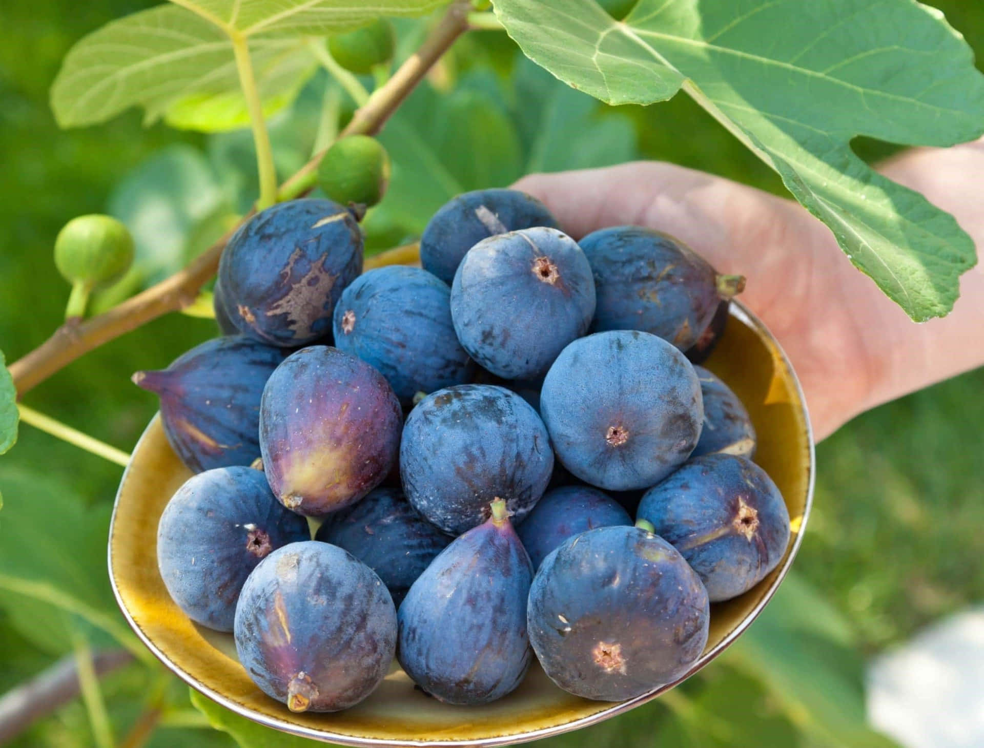 Fresh Figsin Bowl Outdoors Background