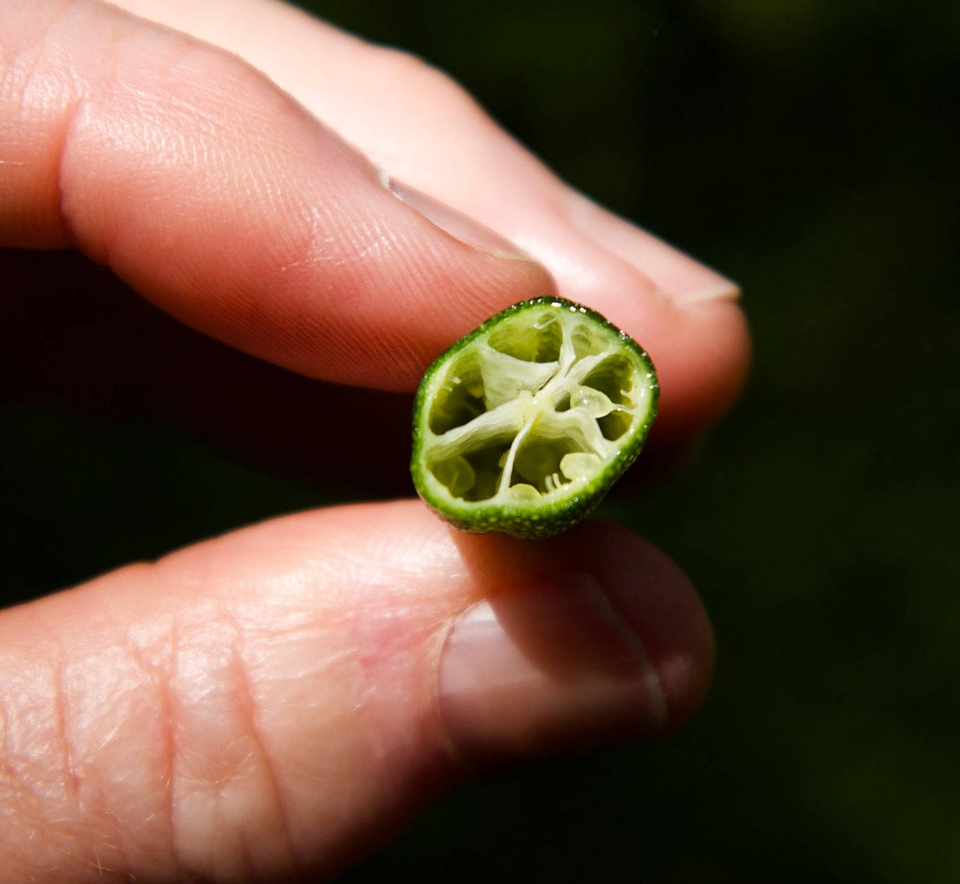 Fresh Finger Lime Halved And Exposed Background