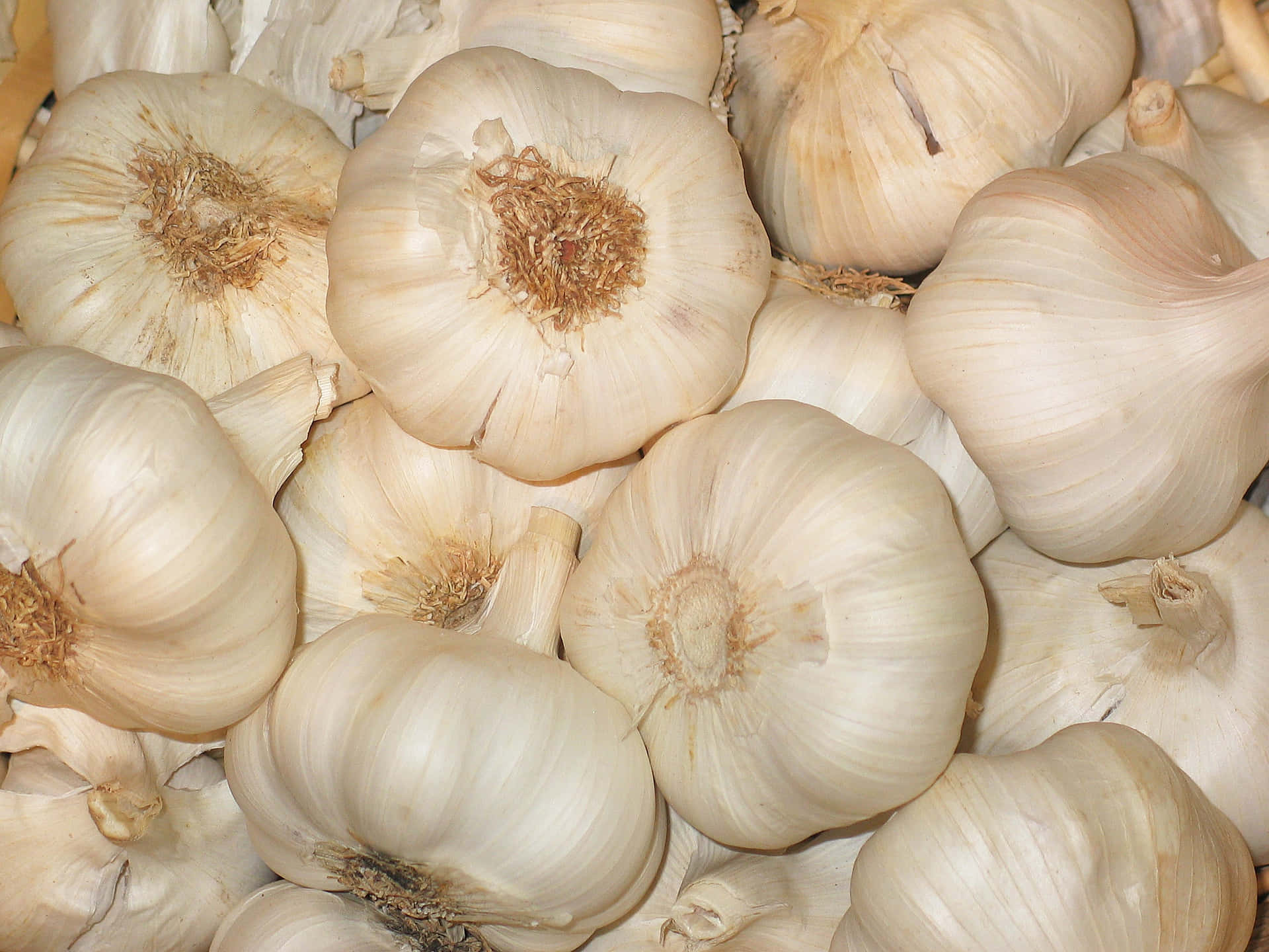 Fresh Garlic Bulbs Texture Background