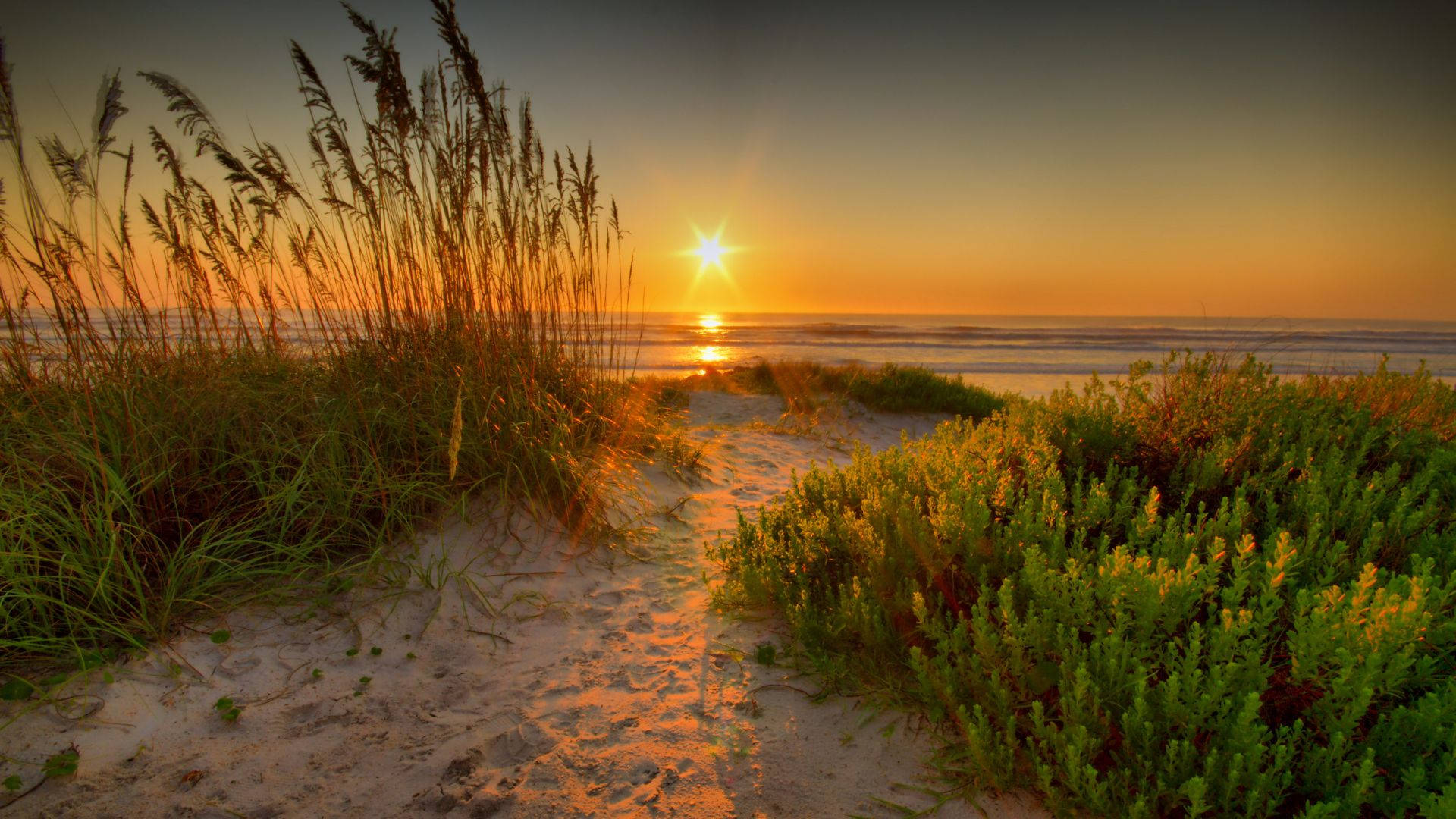 Fresh Grass Sand On Beach Sunrise Background