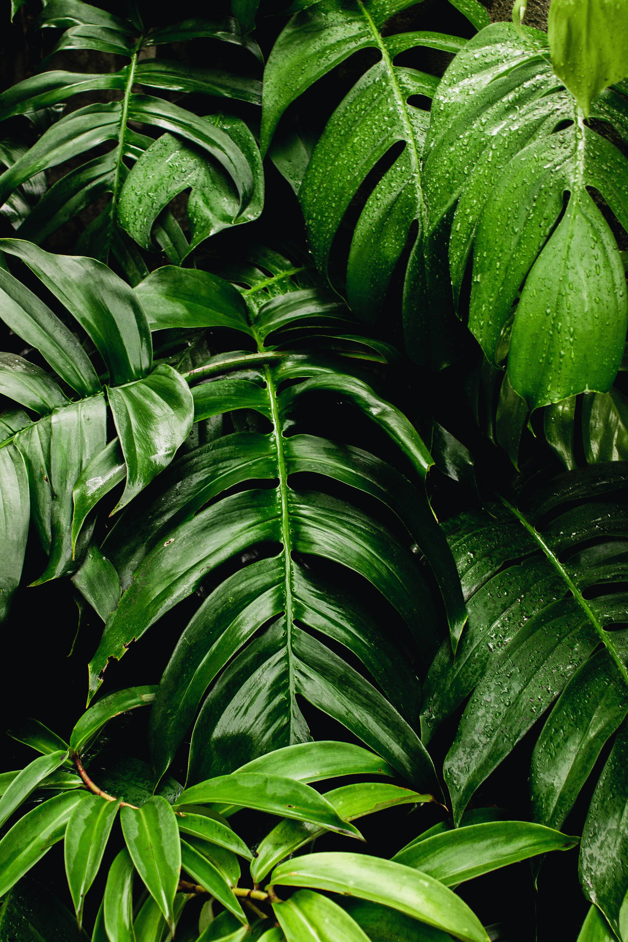 Fresh Green Big Leaf Plants