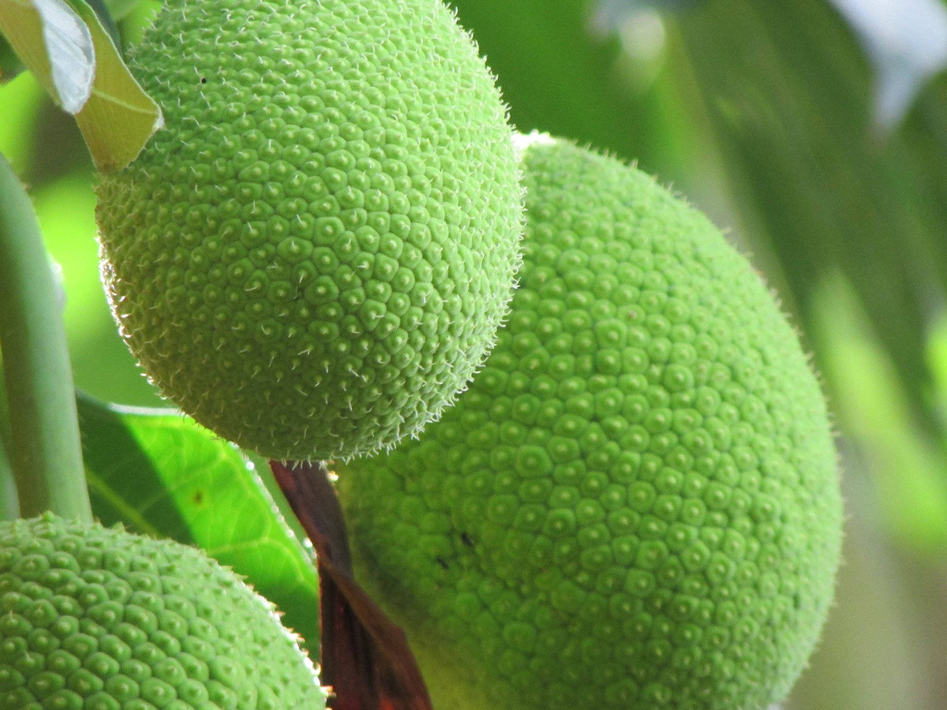 Fresh Green Breadfruit Hanging On A Tree Background