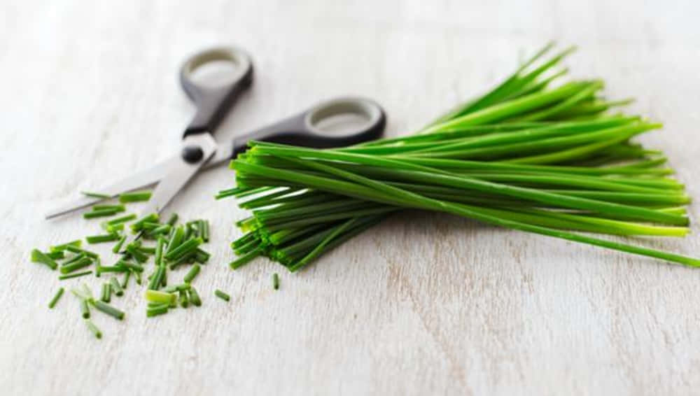 Fresh Green Chives Cut With Scissors Background