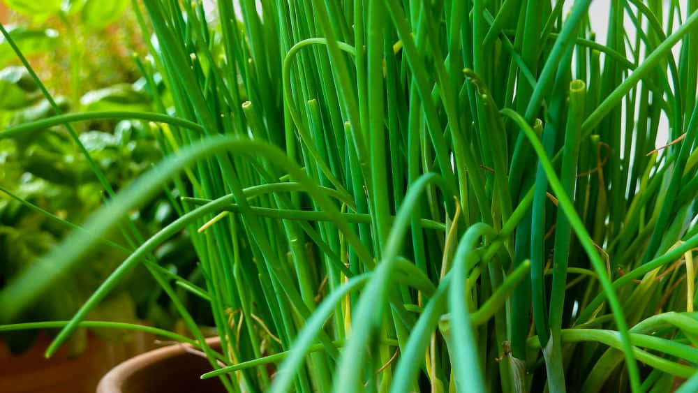 Fresh Green Chives Thriving In A Pot Background