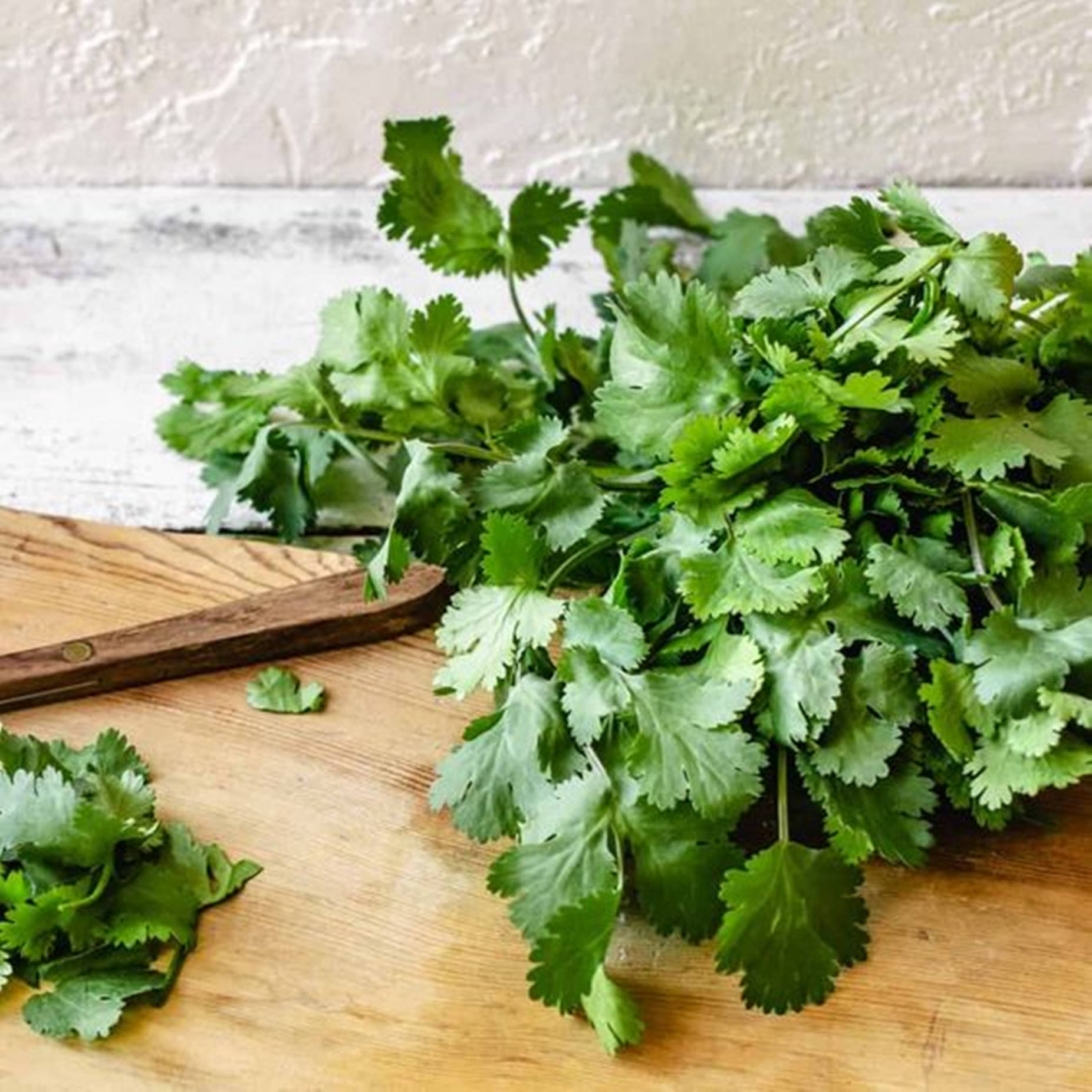 Fresh Green Coriander Background