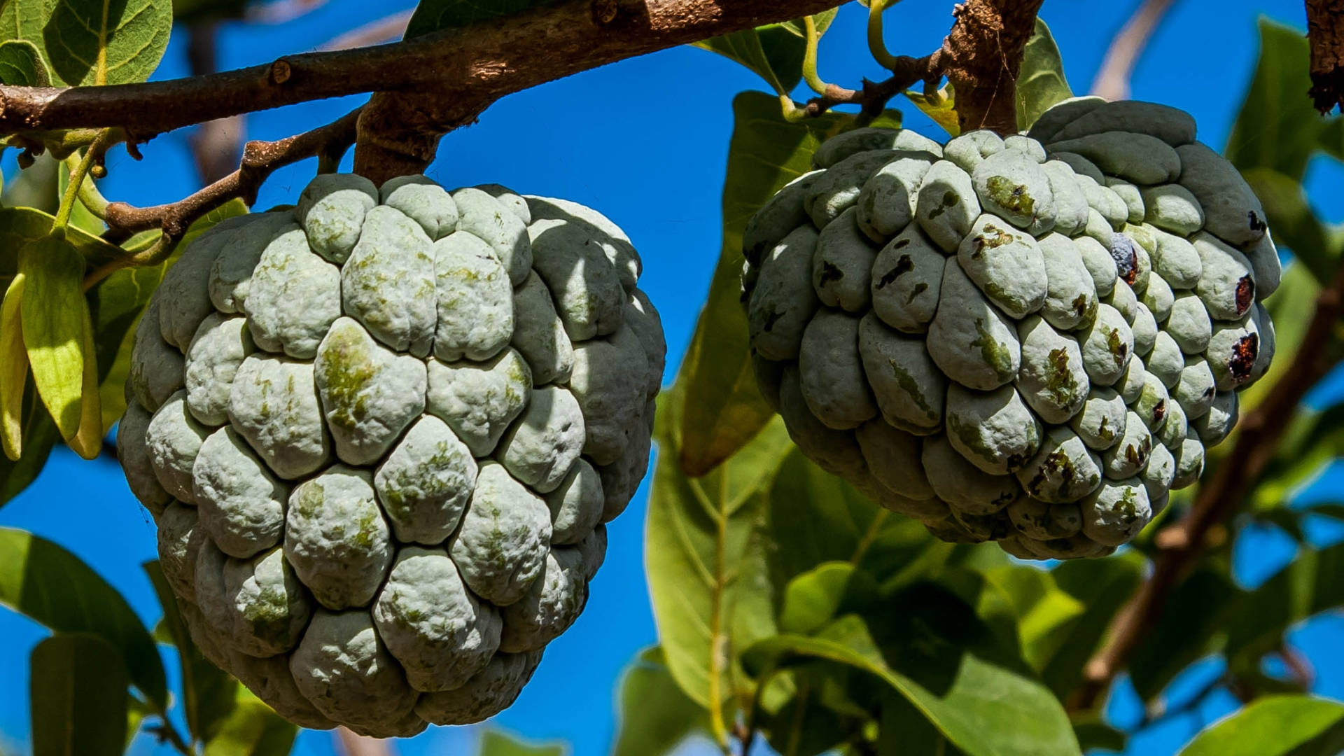 Fresh Green Custard Apples On A White Background Background