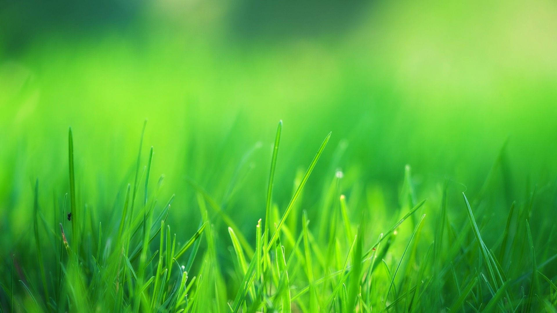 Fresh Green Grass Field Background