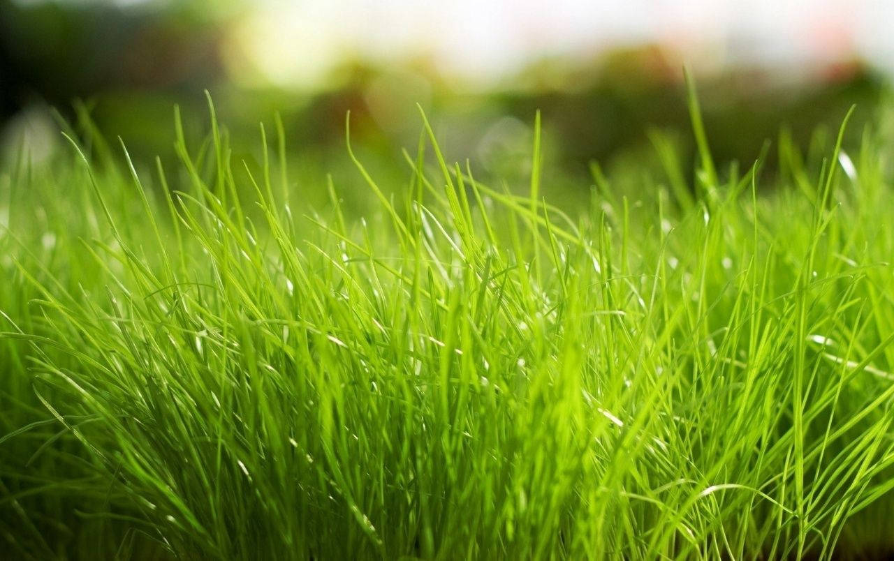 Fresh Green Grass Macro Background