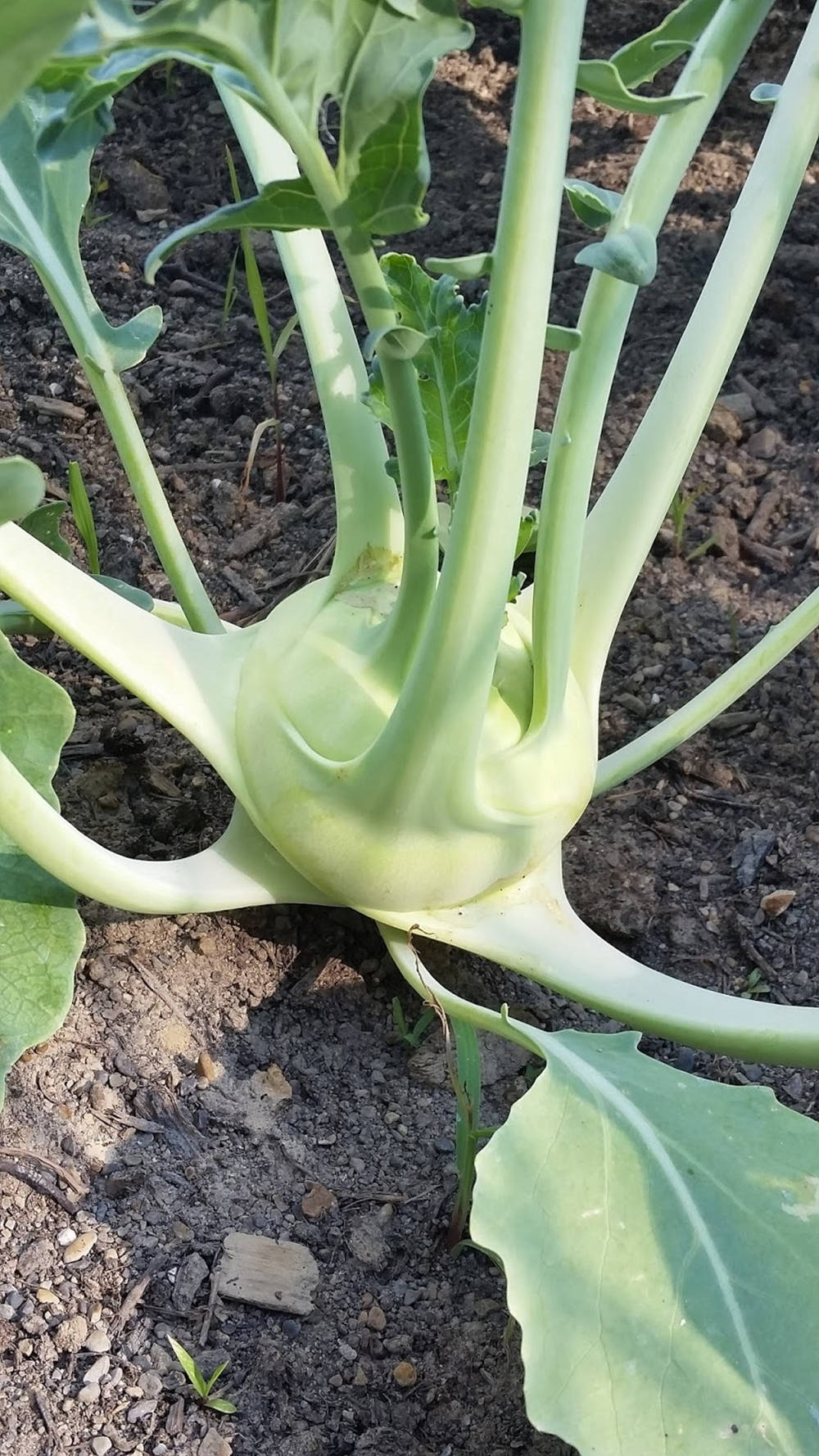 Fresh Green Kohlrabi Root Crop In The Field Background