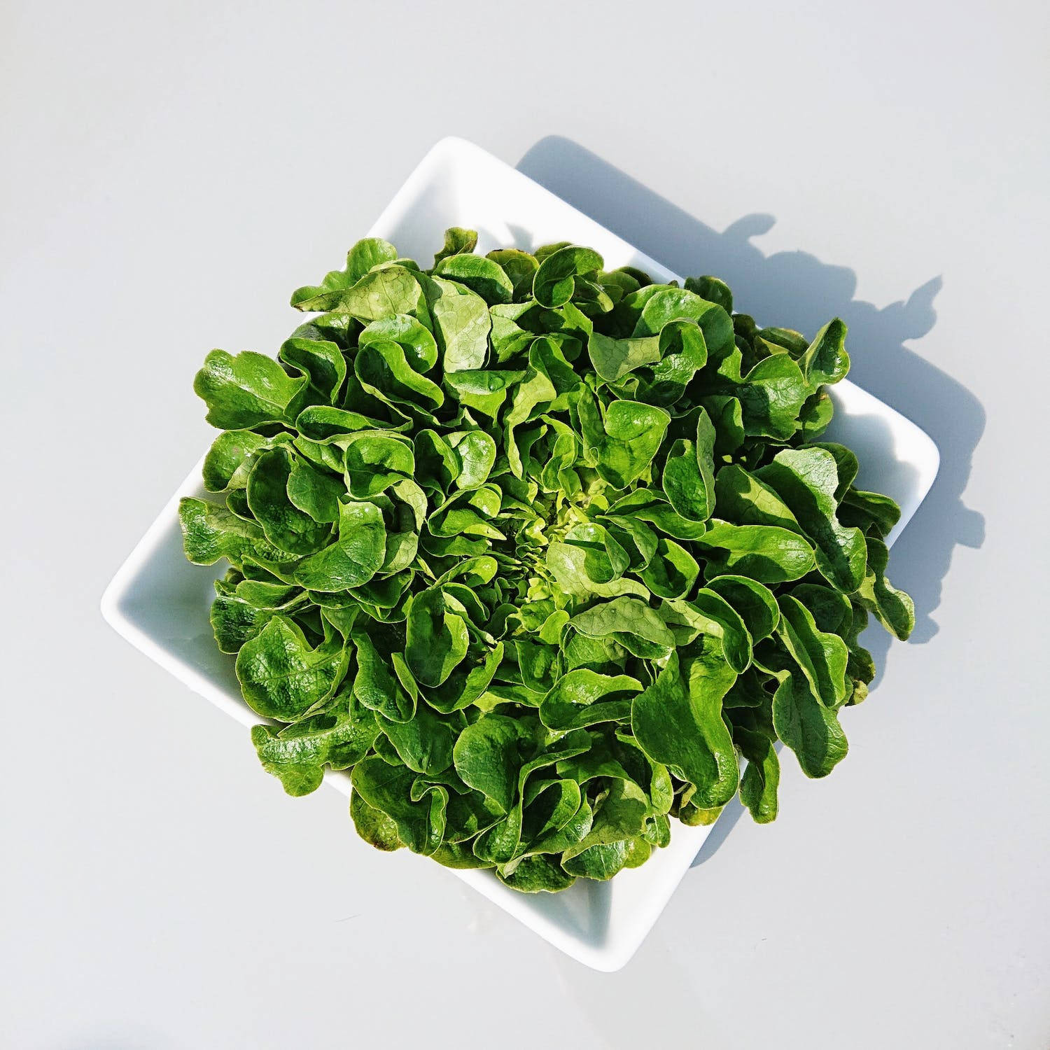 Fresh Green Lettuce In A Square Bowl Background