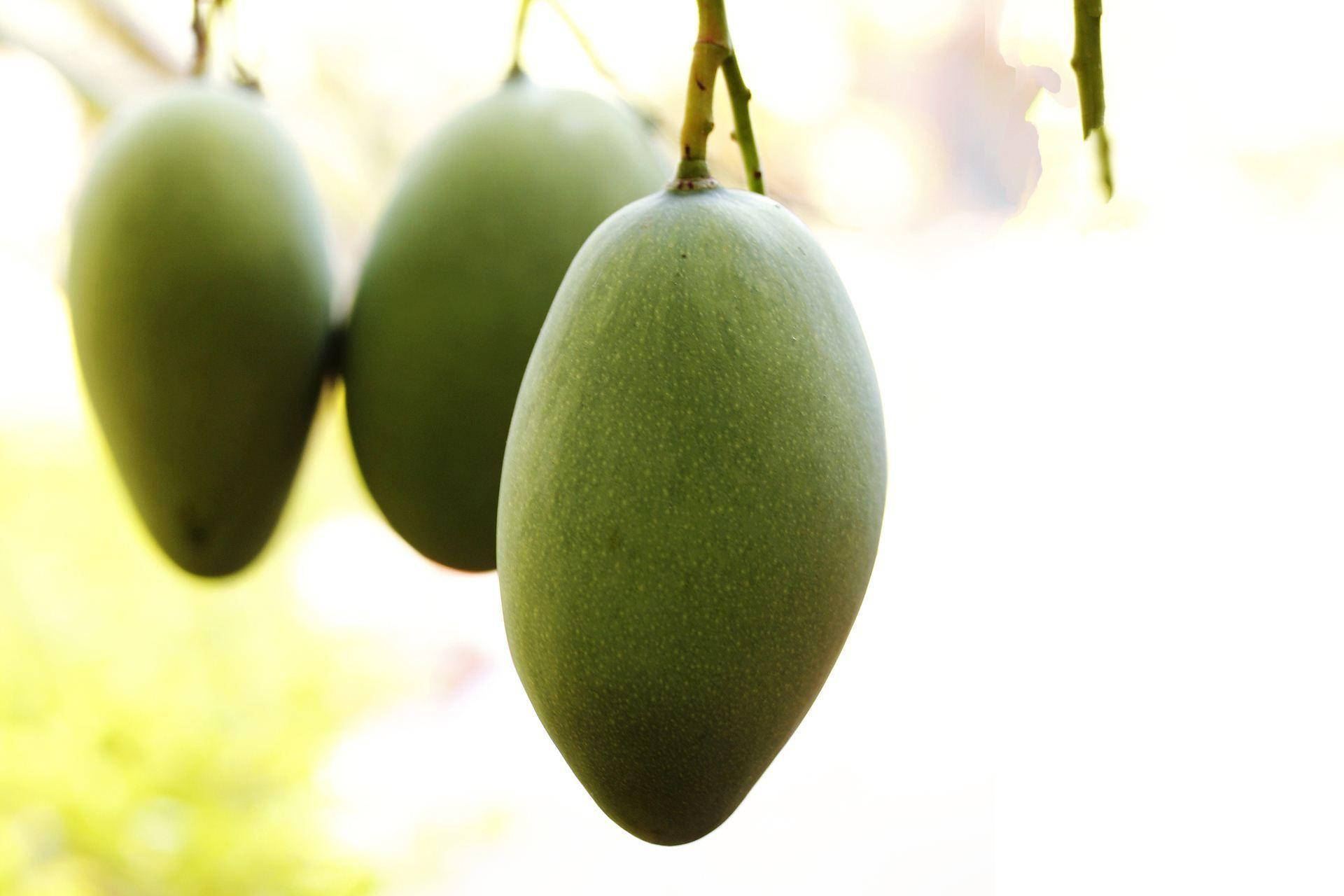 Fresh Green Mango Fruits Background