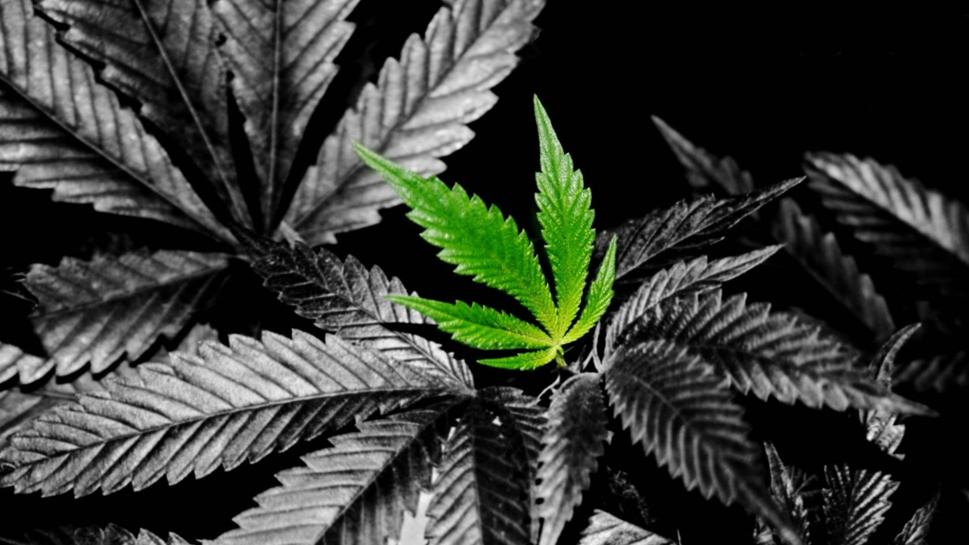 Fresh Green Marijuana Leaf Background