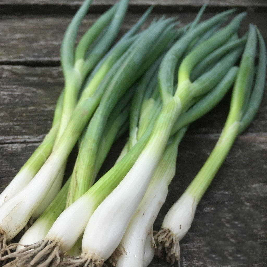 Fresh Green Spring Onion Scallions Background