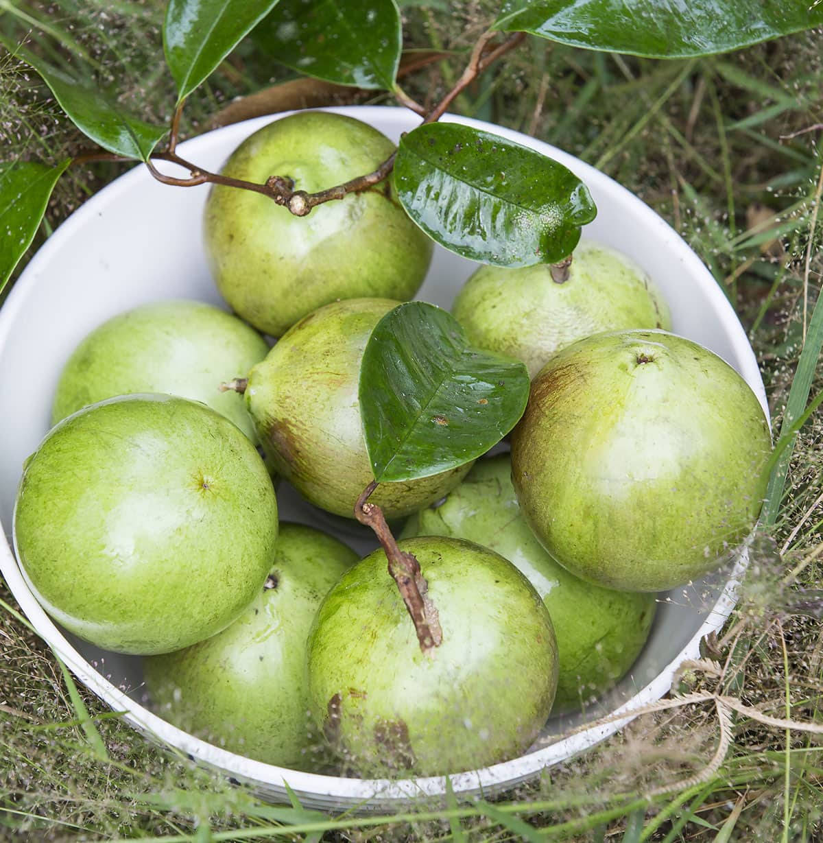 Fresh Green Star Apple Resting On The Ground