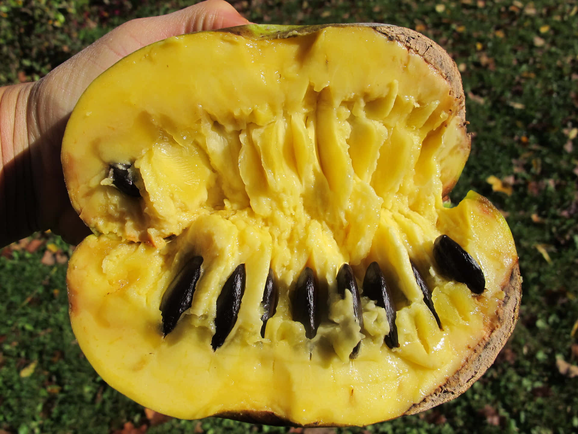 Fresh Halved Pawpaw Fruit