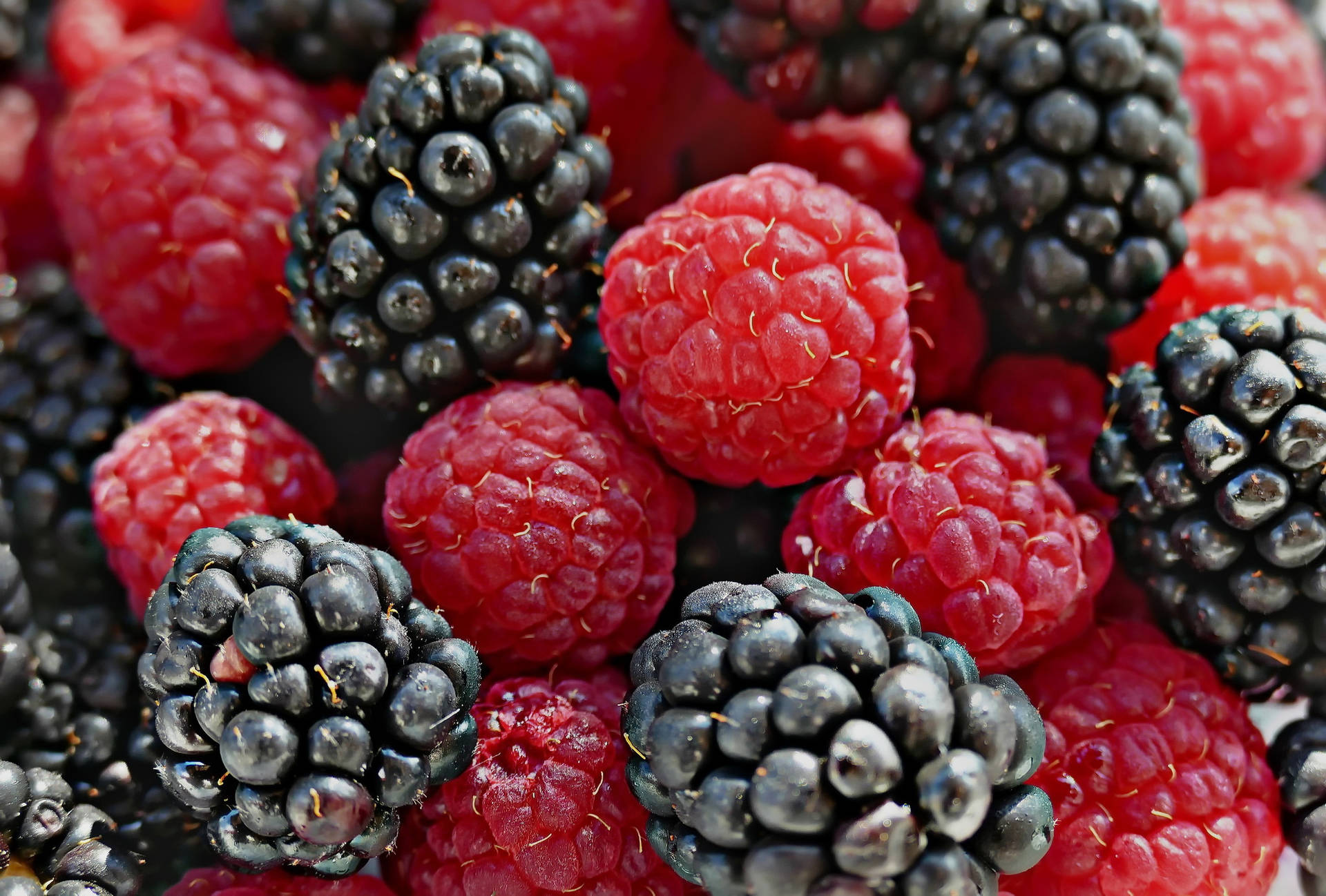 Fresh Harvest Boysenberry