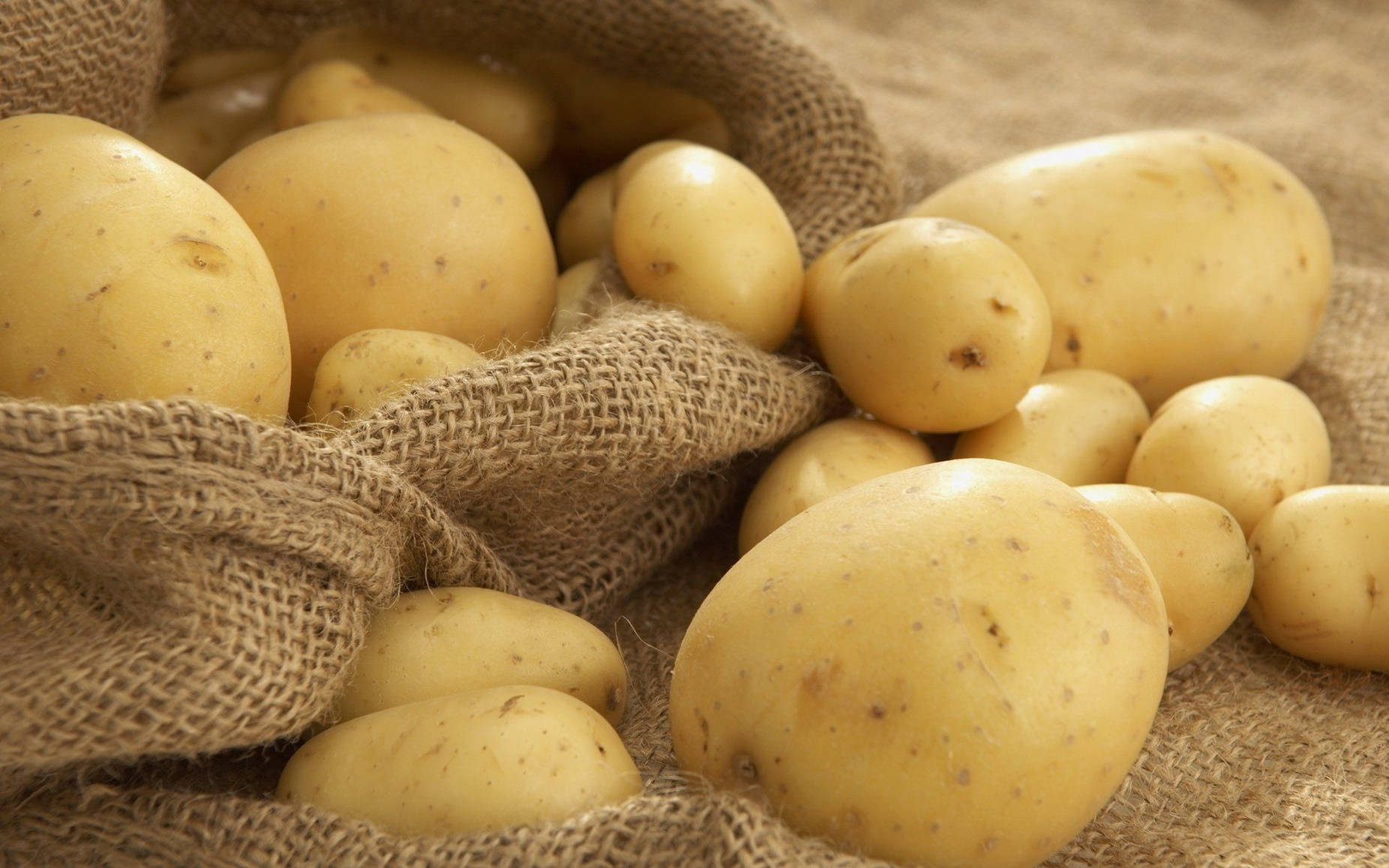 Fresh Harvested Potatoes On Burlap Sack Background