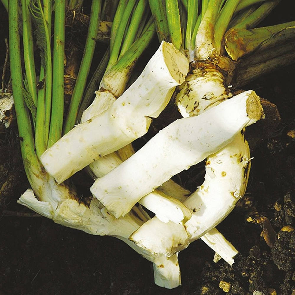 Fresh Horseradish Growing In The Garden