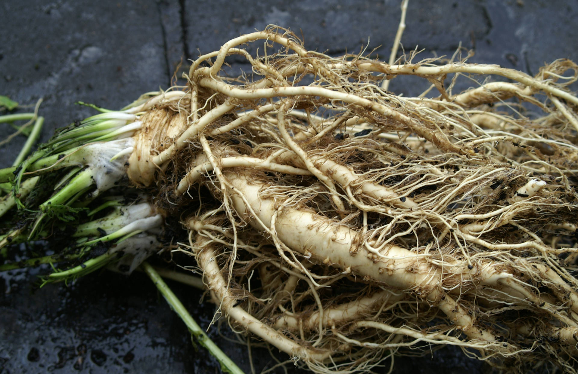 Fresh Horseradish Root Crop On Field Background