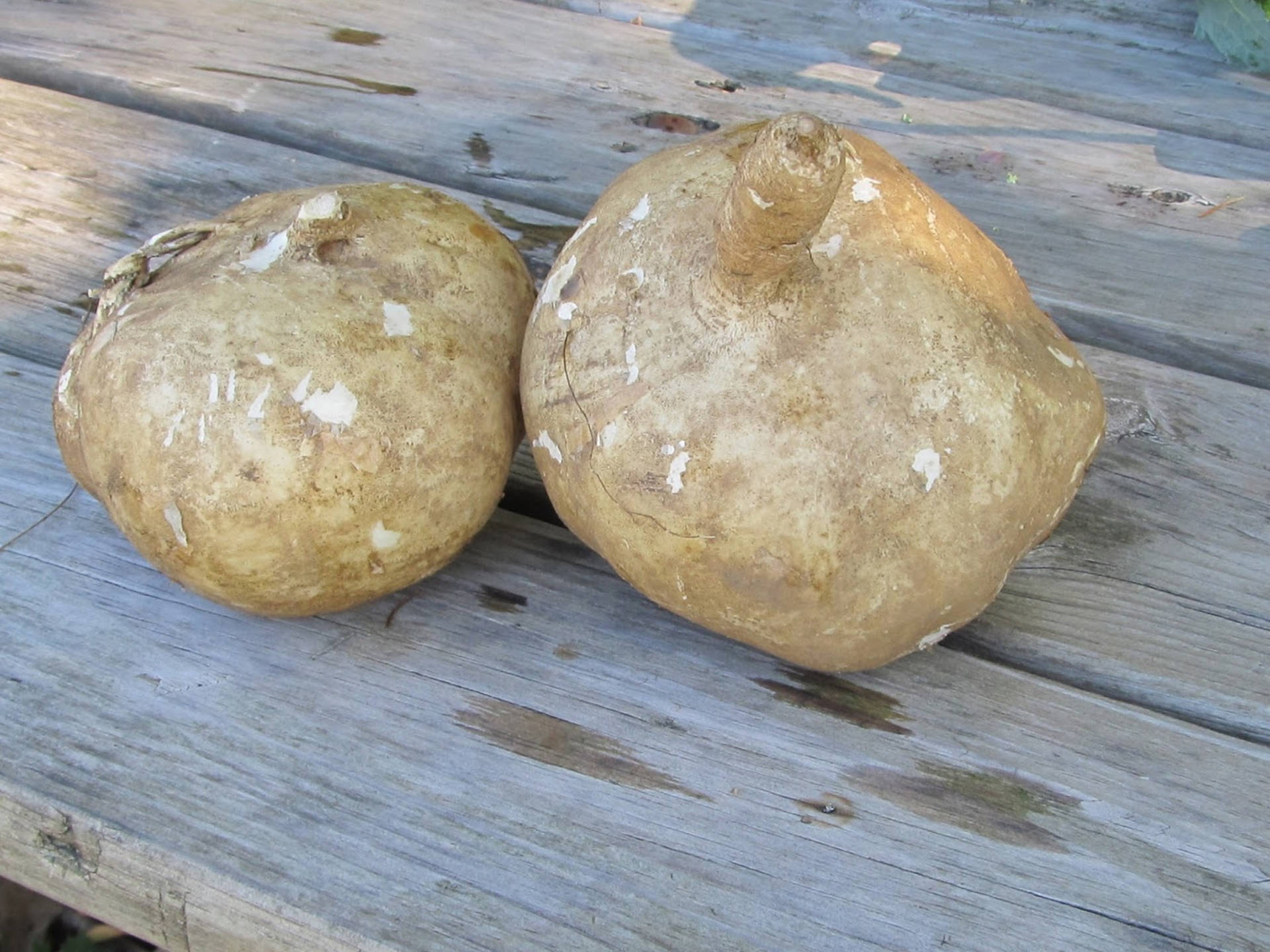 Fresh Jicama On Wood