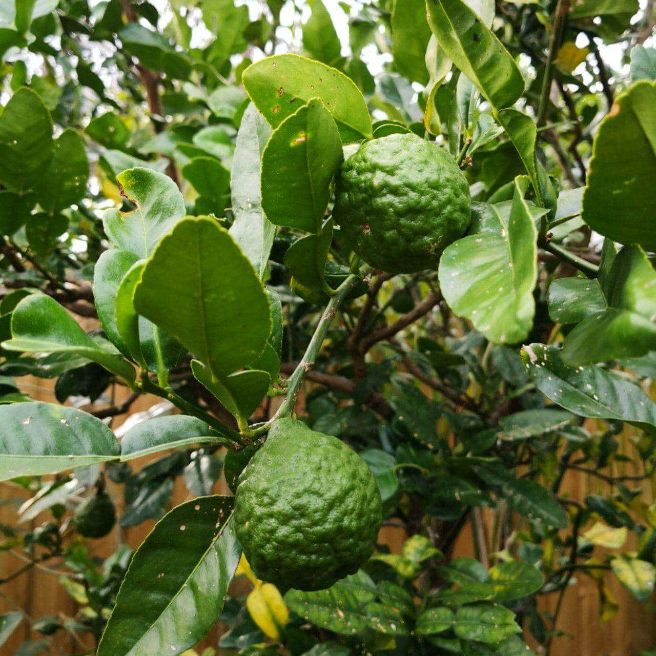 Fresh Kaffir Lime Hanging On The Tree Background