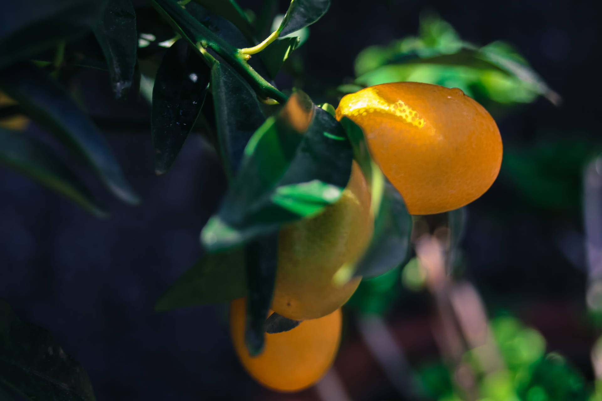 Fresh Kumquat Fruits Close Up Shot