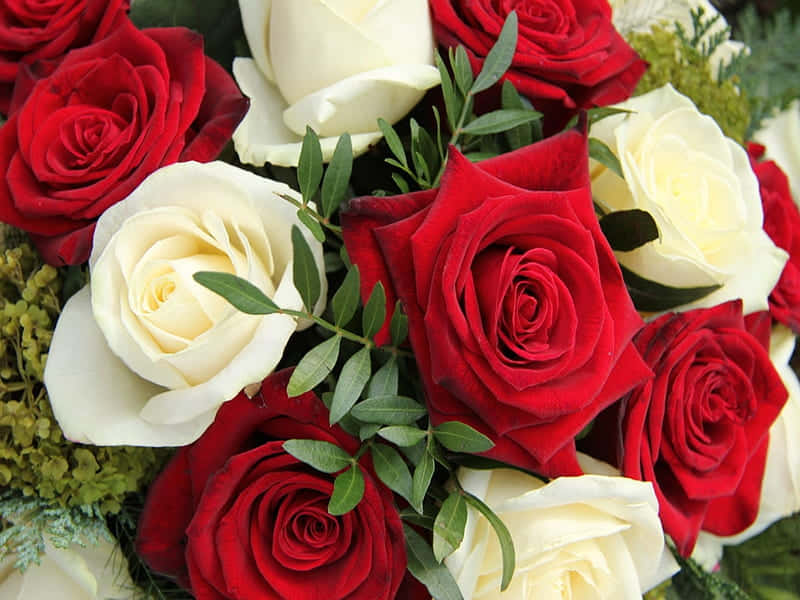 Fresh Leaves With Red And White Roses Background