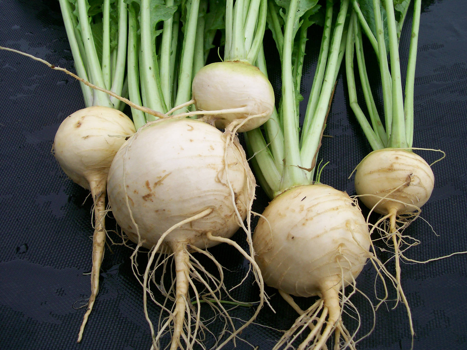 Fresh Long-rooted White Turnips Background