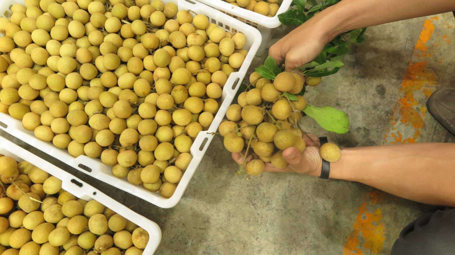 Fresh Longan Fruits Arranged On Trays