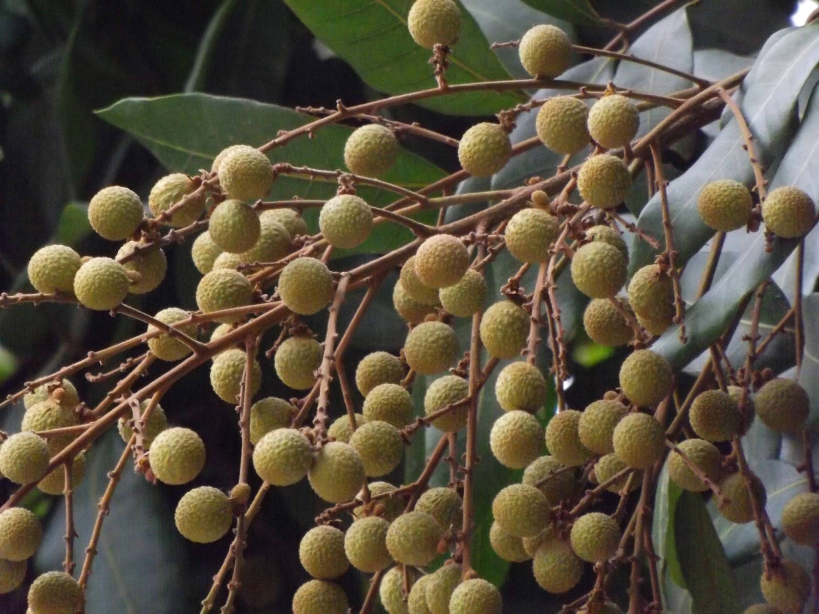 Fresh Longan Fruits Hanging From Branches Without Leaves Background