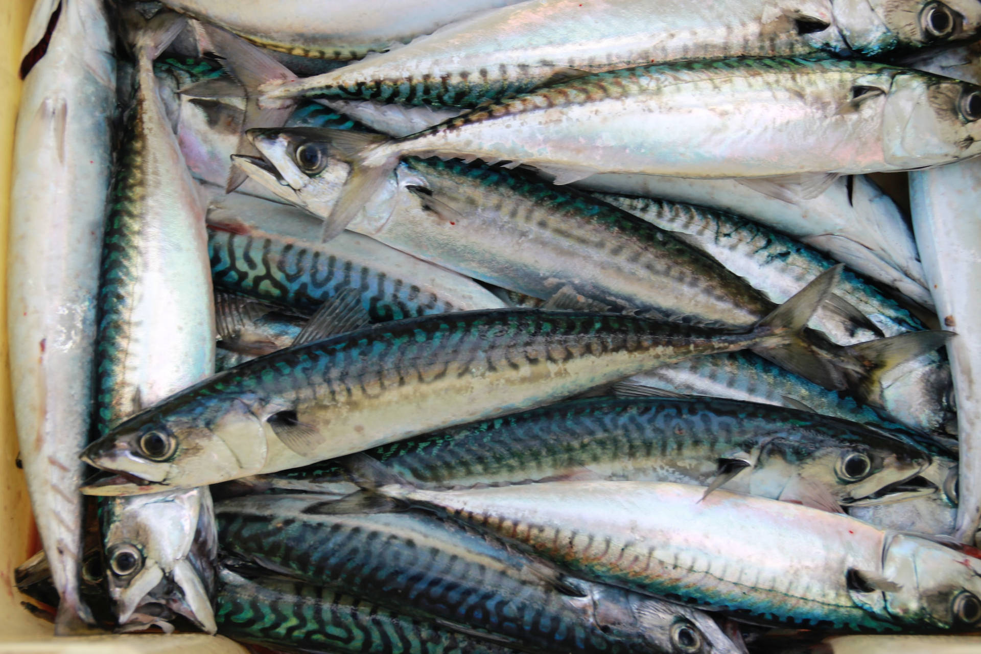 Fresh Mackerel Fish Box