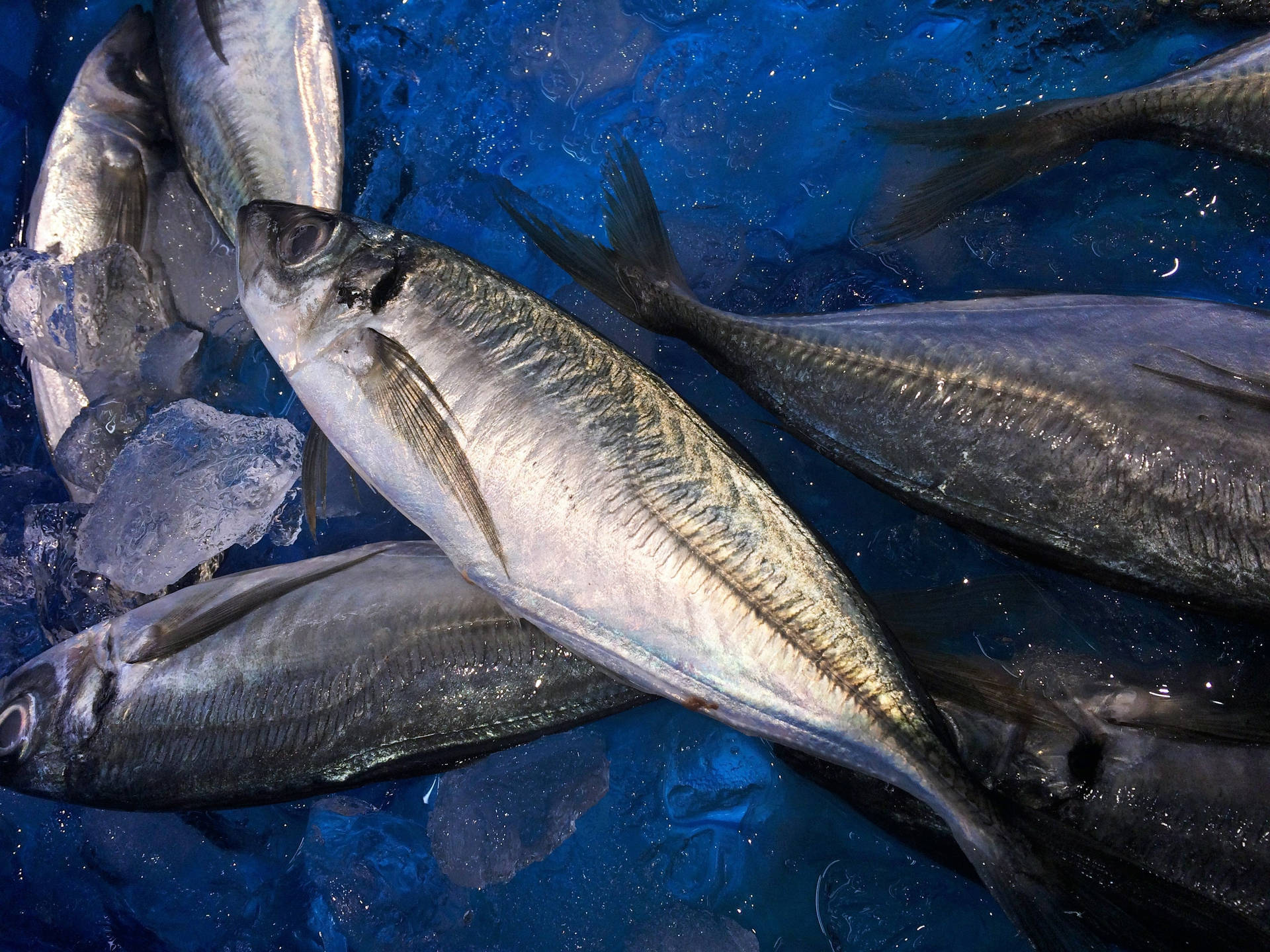 Fresh Mackerel In Ice Water Background