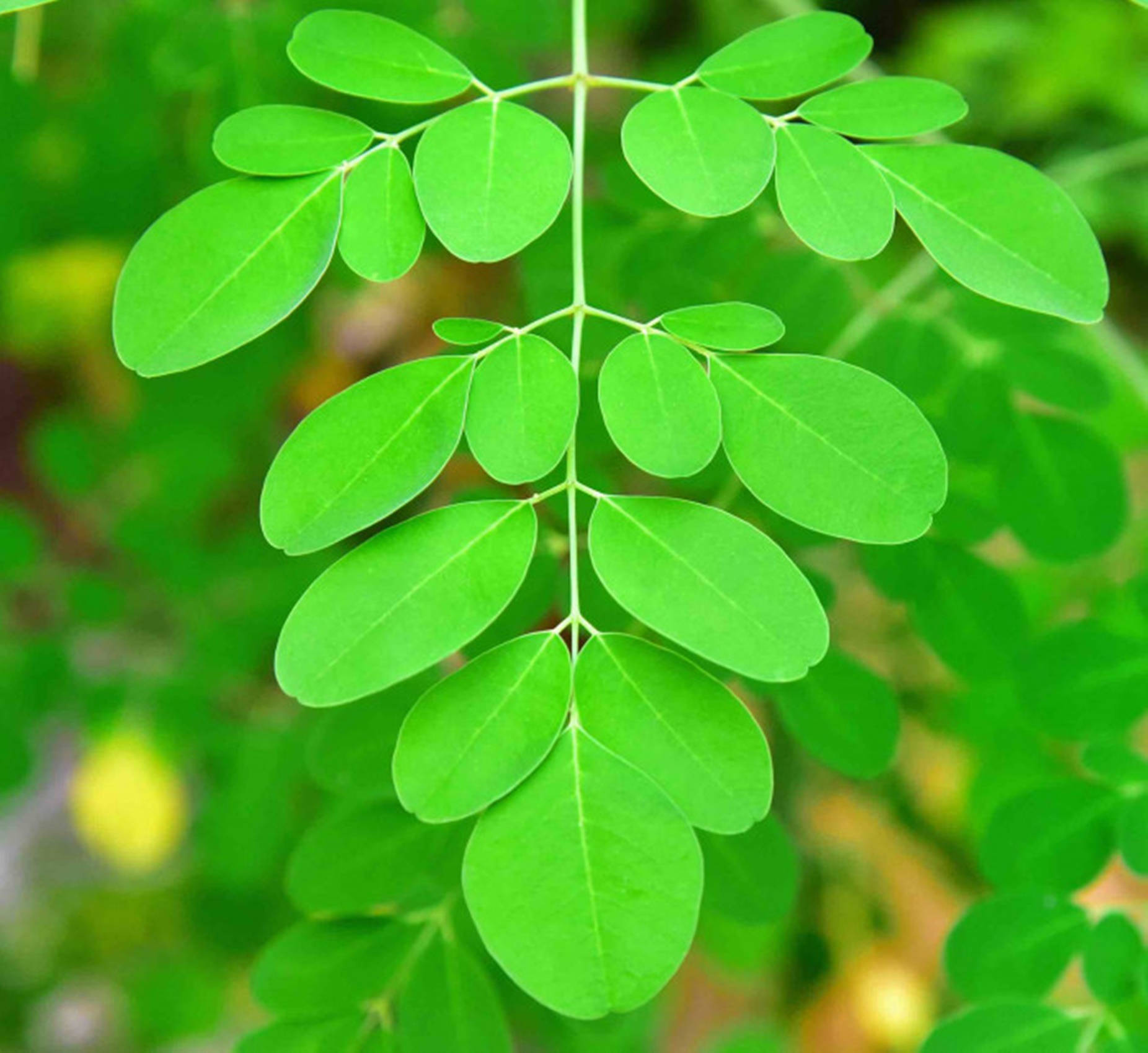 Fresh Moringa Leaves In Nature