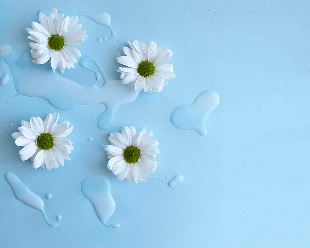 Fresh Natural Flower On Blue Background