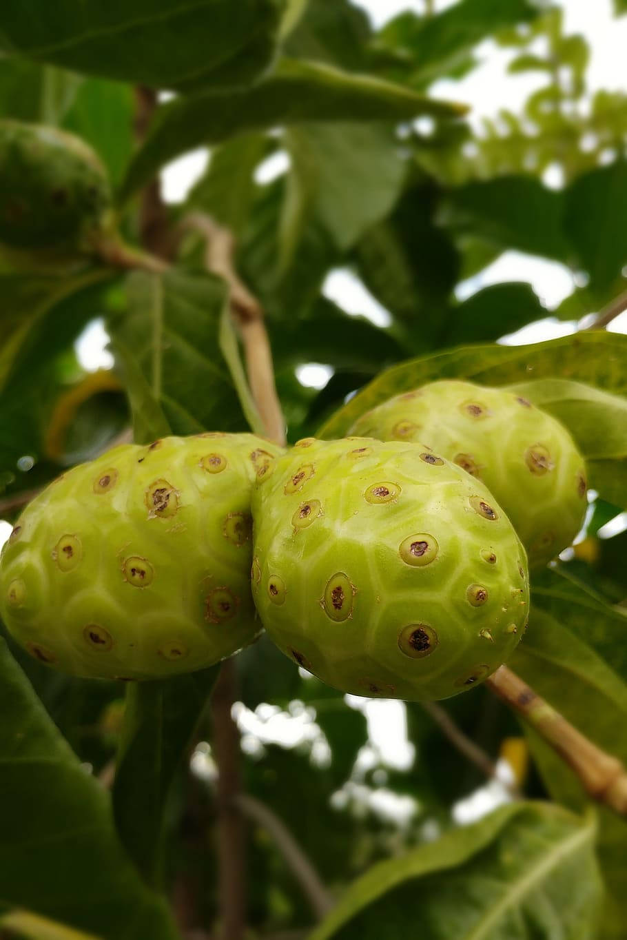 Fresh Noni Fruits Hanging From A Branch Background