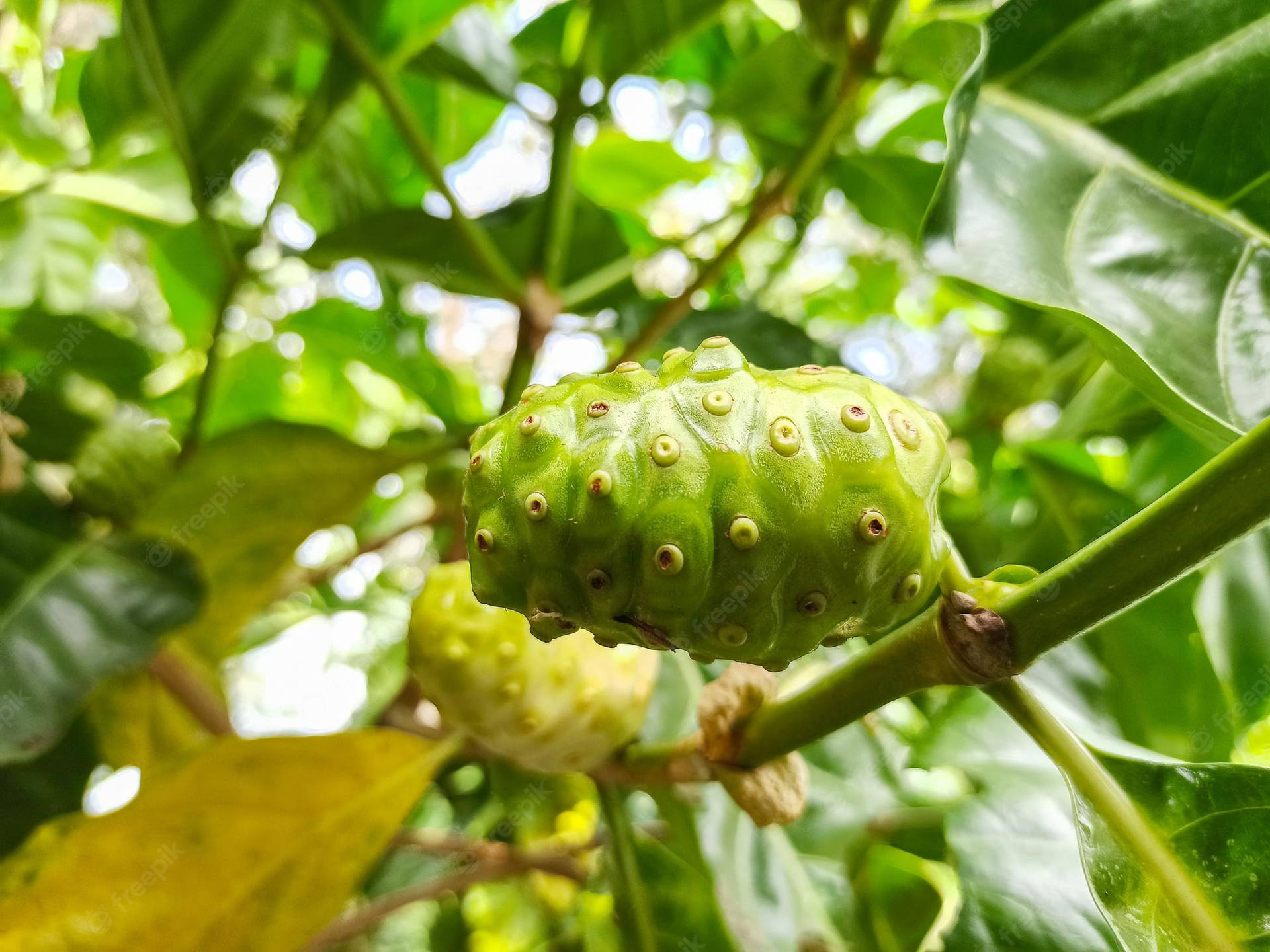 Fresh Noni Fruits Under Daylight