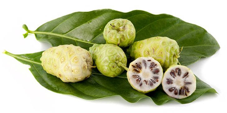 Fresh Noni Fruits With Lush Green Leaves Background