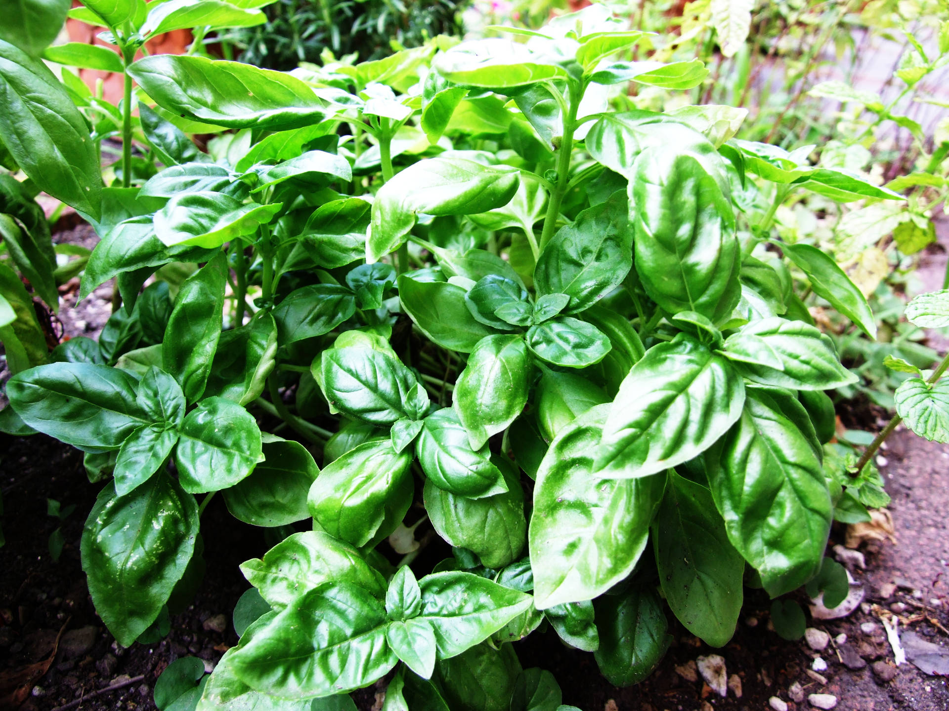 Fresh Organic Basil Plant In Close-up Background