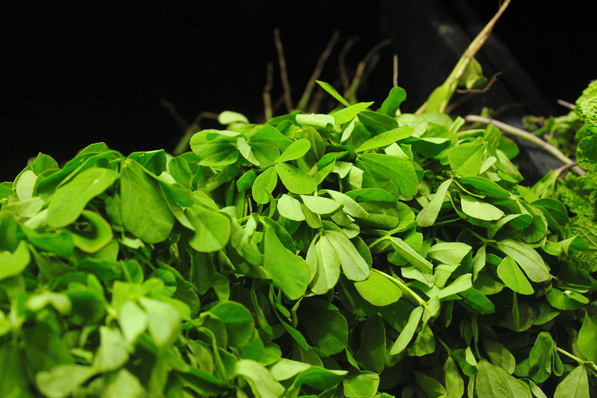 Fresh Organic Green Fenugreek Leaves Background