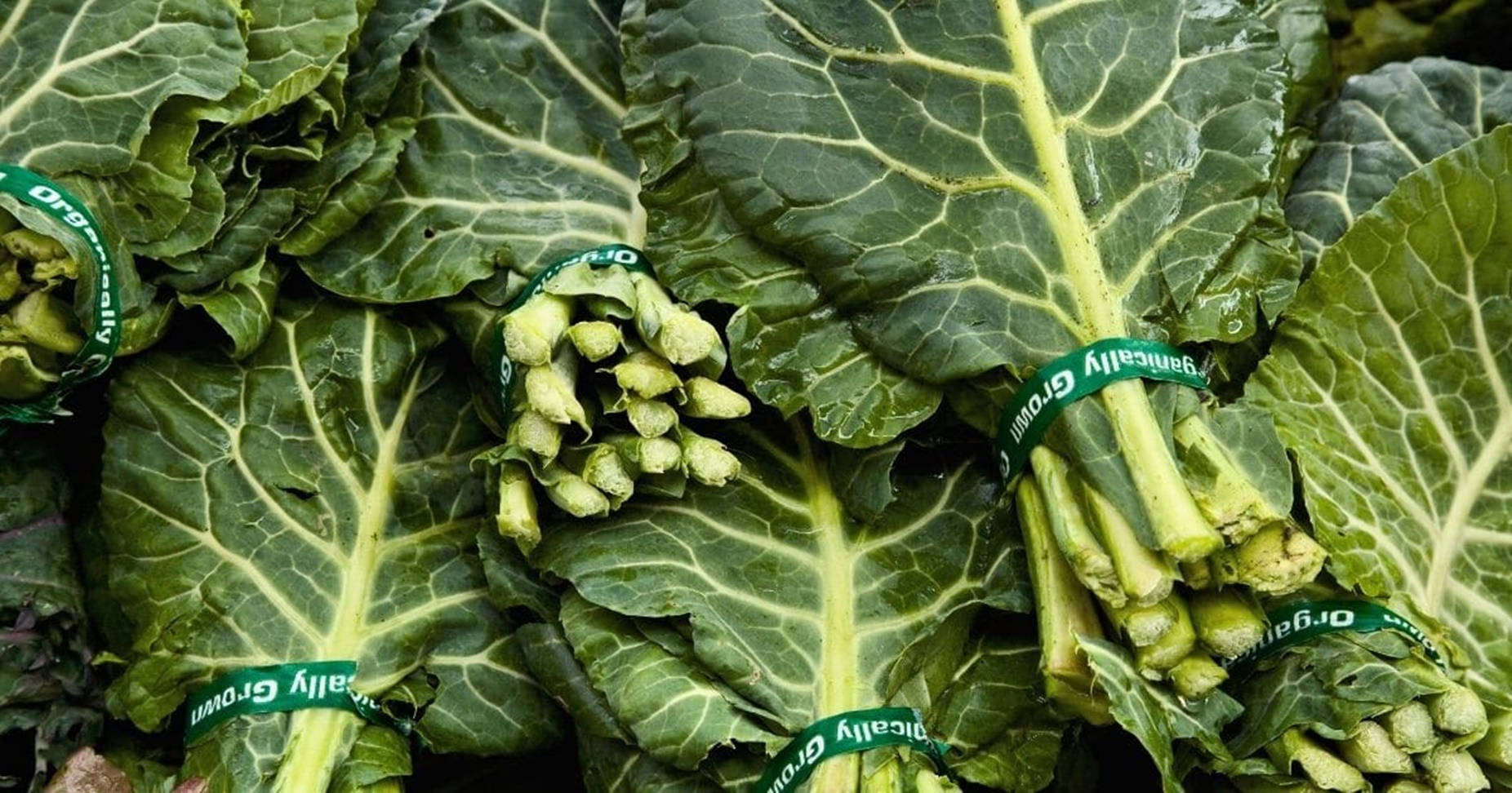 Fresh, Organically Grown Collard Greens Background