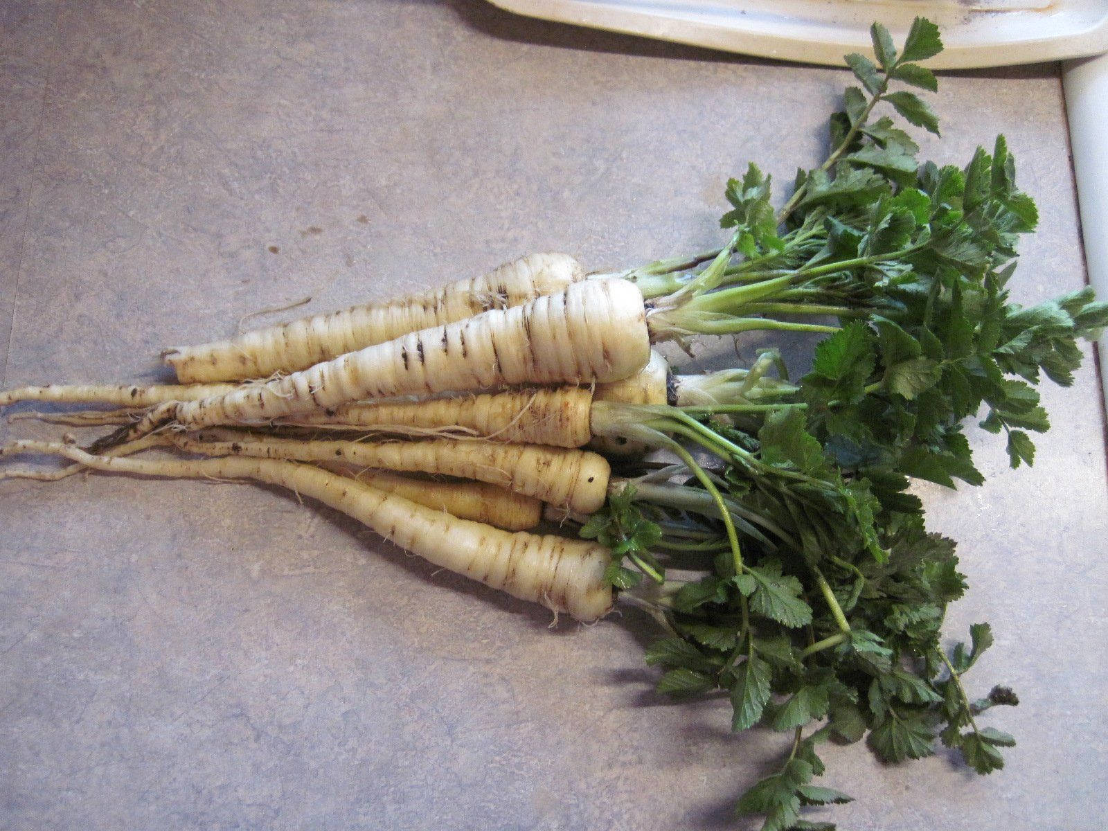 Fresh Parsnip Root Crop Vegetables Pile Background