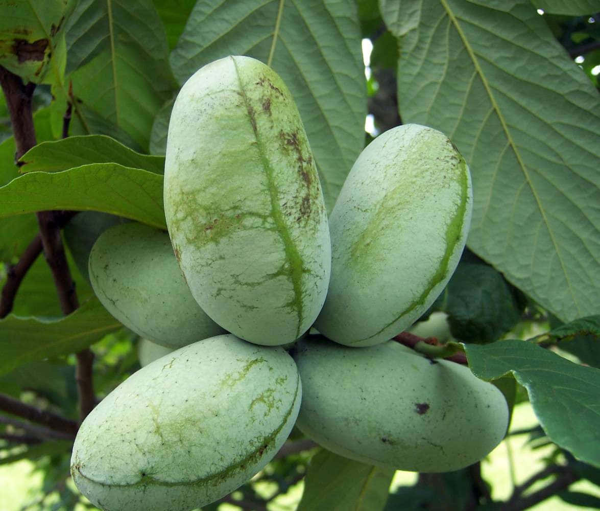 Fresh Pawpaw Fruit Cluster