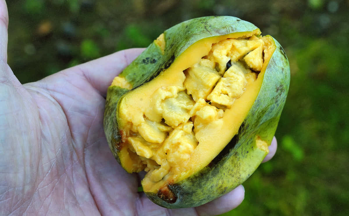 Fresh Pawpaw Fruitin Hand.jpg Background